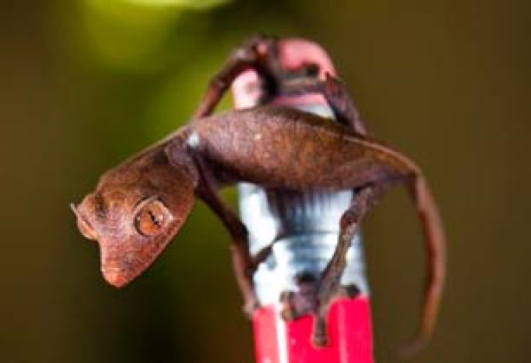 Tiny Satanic leaf tailed gecko is so small it can fit on a pencil