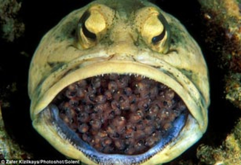 Biting off more than he can chew: Fascinating breeding habits of the jawfish who nurses 400 eggs in his mouth