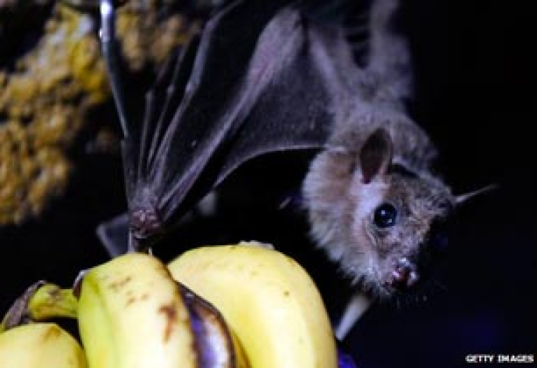 Guinea Ebola outbreak: Bat-eating banned to curb virus