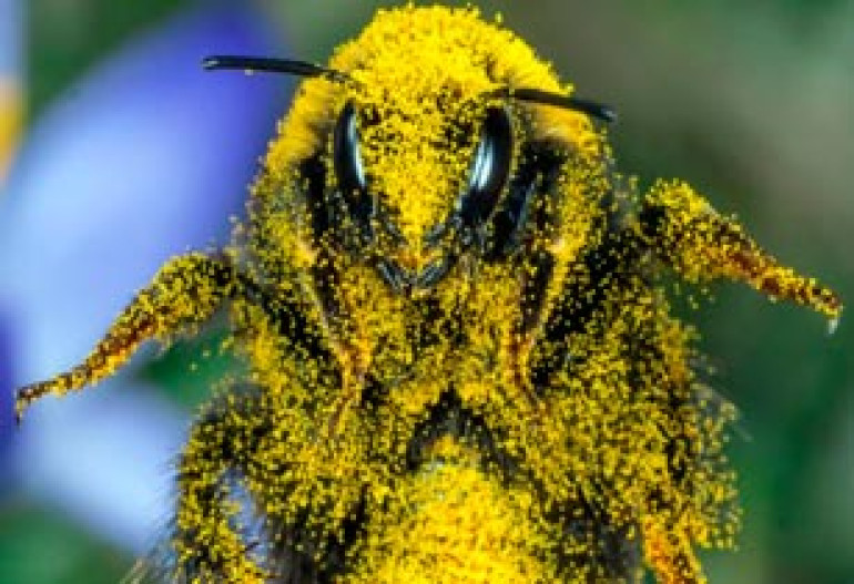 Un-bee-lievable: Real bumblebee looks more like Transformers toy than insect after flying into flower heavy with pollen