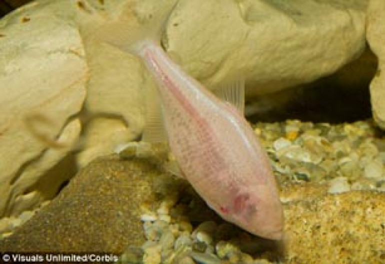Blind fish navigates by sucking water to create a 'force field' of water that reveals nearby objects
