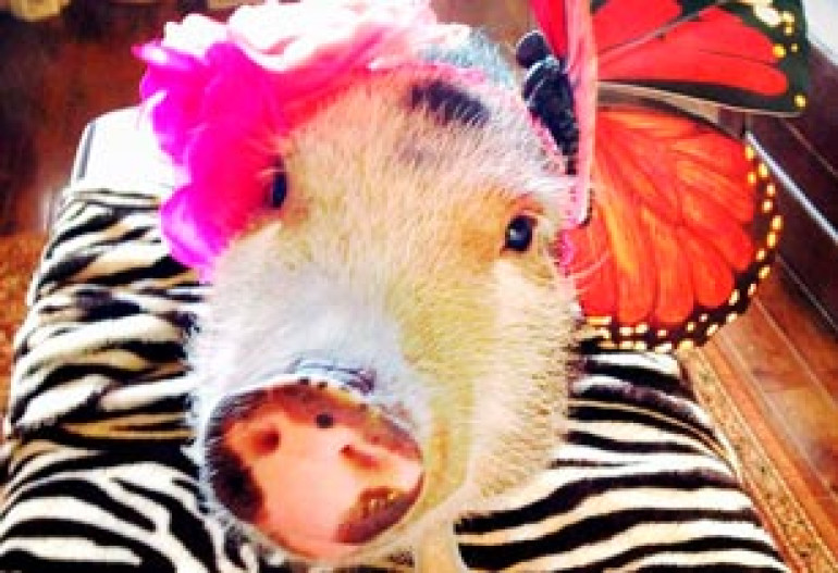 Move over Miss Piggy, there's a new girl in town! 