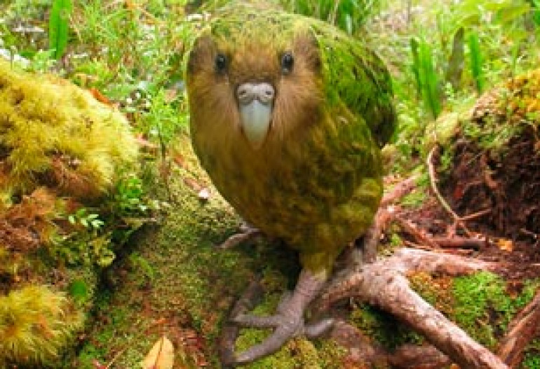 What does the 'little dodo' have in common with a bird that stomps on the head of its prey?