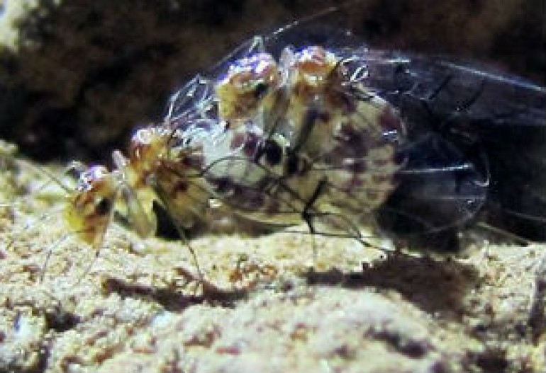 Female insects with penises discovered in Brazil