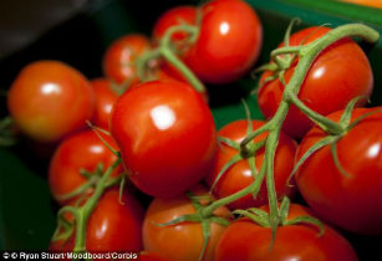 Key components in tomato could boost male fertility