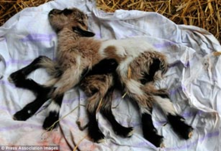 Eight-legged 'octogoat' kid is born on Croatian farm