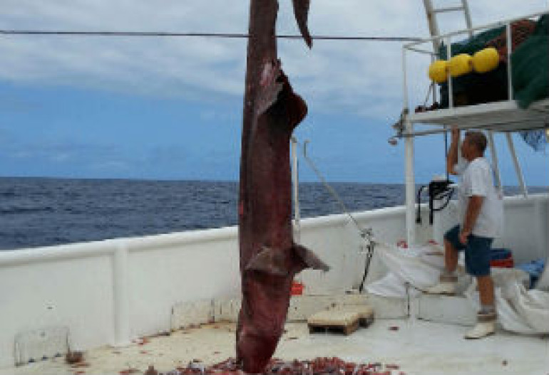Scientists find photos of rare goblin shark