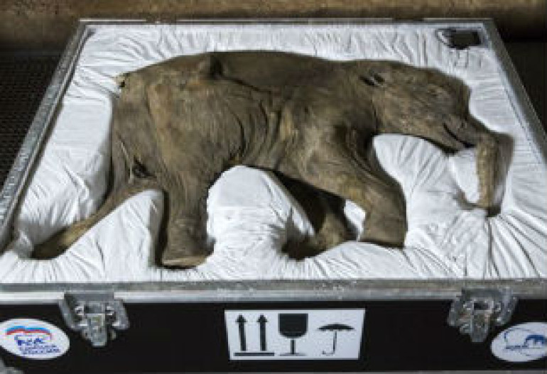 Lyuba, world's most complete woolly mammoth, to go on display in London