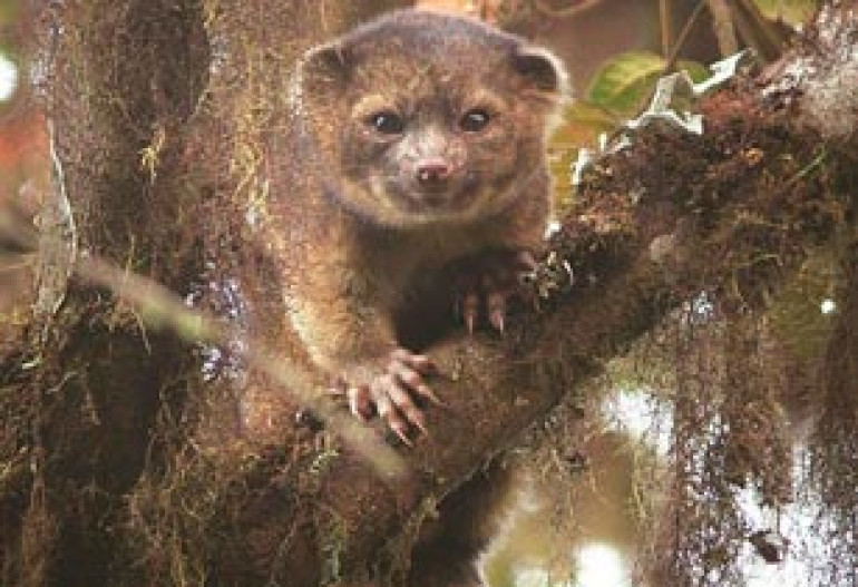 Top 10 newly-found species span big trees, tiny flies