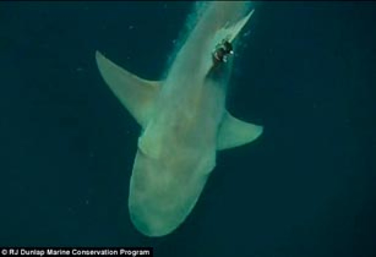 Scientists could use gulf coast sharks with satellite-linked tags to predict hurricane intensity 