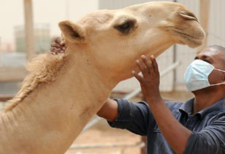 Pets to be tested for mysterious Mars infection