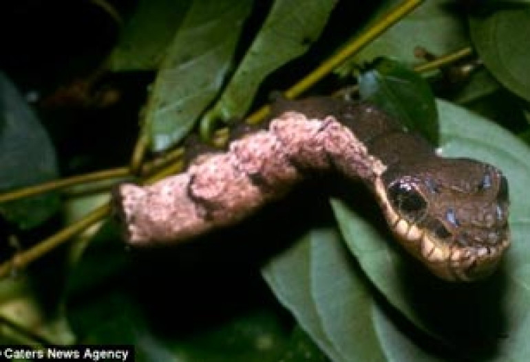 Caterpillar that looks and even acts like a snake to scare off predators