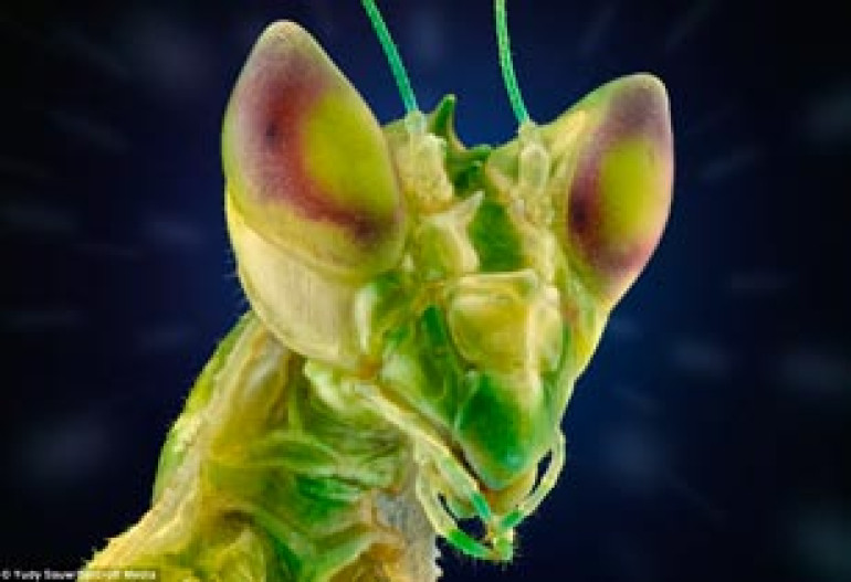 Portraits of nature's creepy crawlies revealed: Stunning macro images reveal faces of jumping spiders, soldier flies, moths