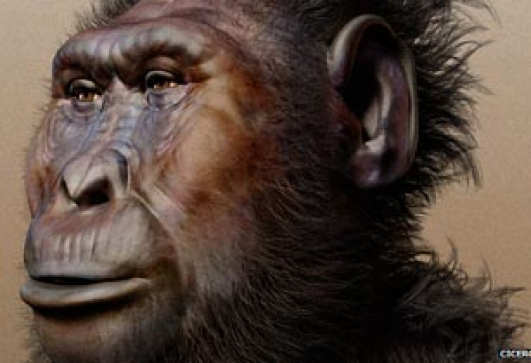 Male faces 'buttressed against punches' by evolution
