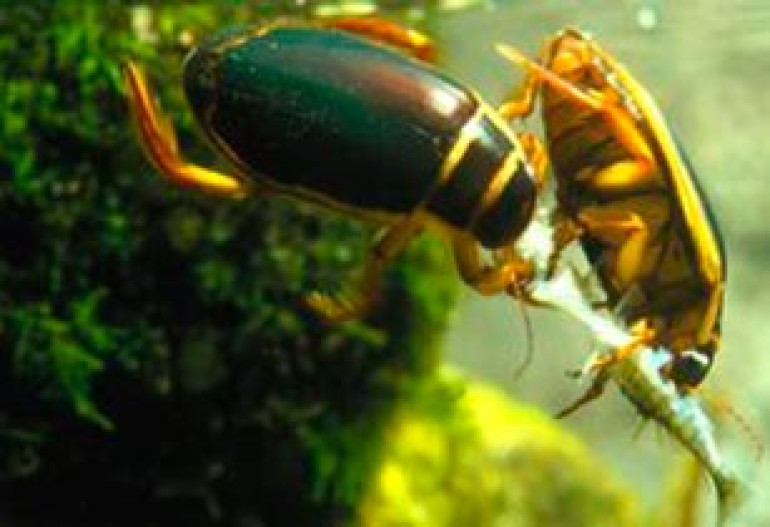 Insects' underwater sex secrets revealed