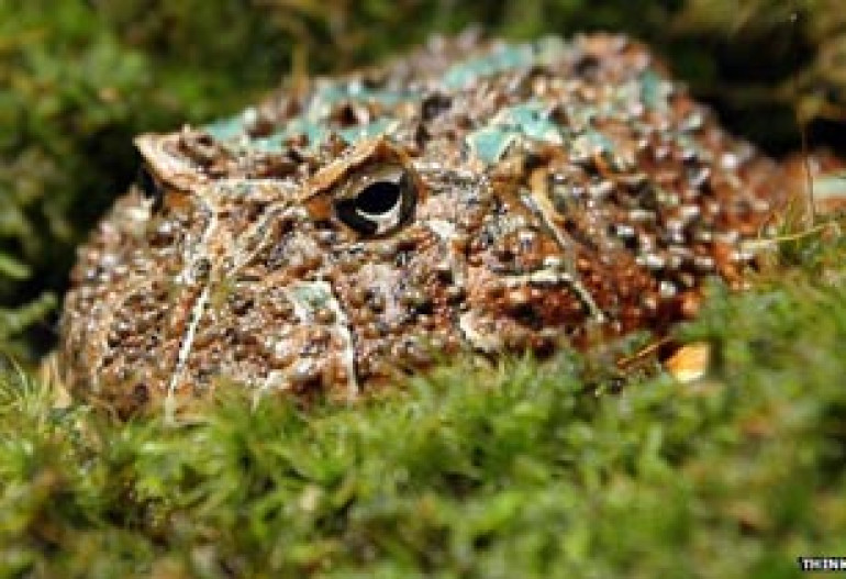 Frog's tongue 'can lift three times own body weight'