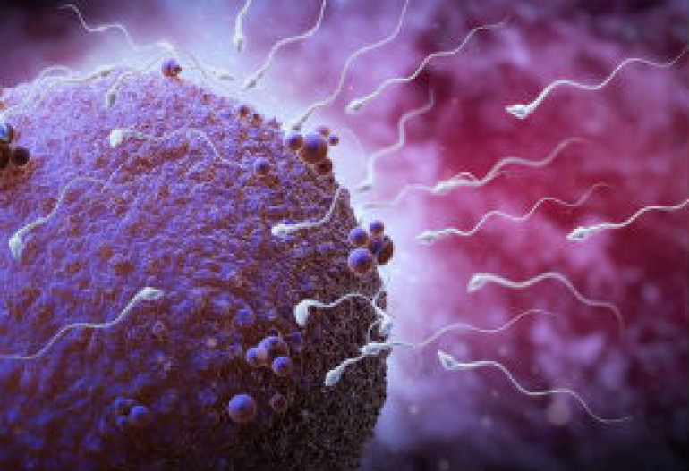 Older sperm donors ‘just as good’