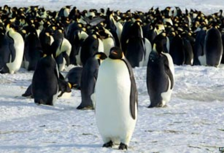 Warming threat to emperor penguins