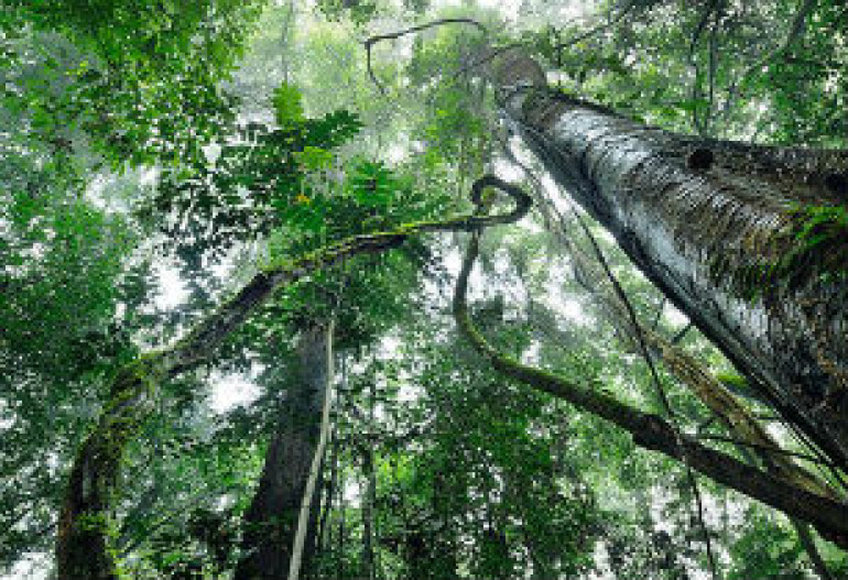 Carbs boost trees' drought survival chances