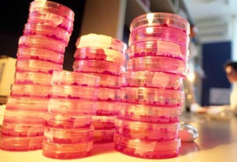 Japanese stem-cell 'breakthrough' findings retracted