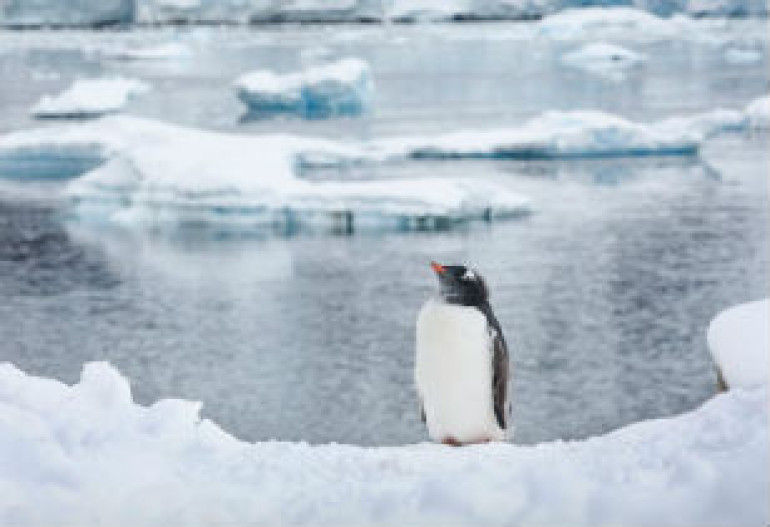 Why penguins thrive in climate change