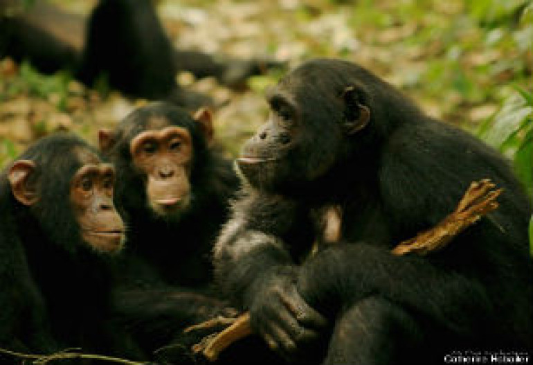 World’s first-ever chimp dictionary created by scientists