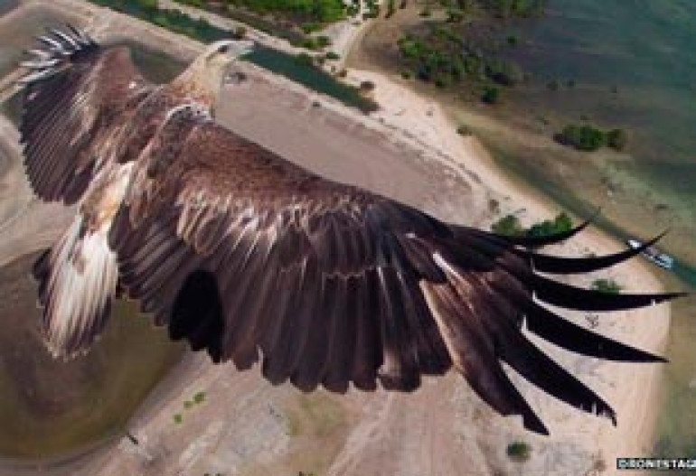 Eagle shot wins drone photography competition