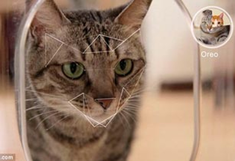 Picture purrr-fect! Smart cat feeder uses facial recognition technology to monitor how much your pet eats 