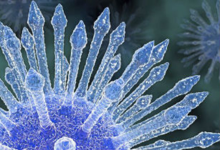 Early HIV drugs may not stop virus