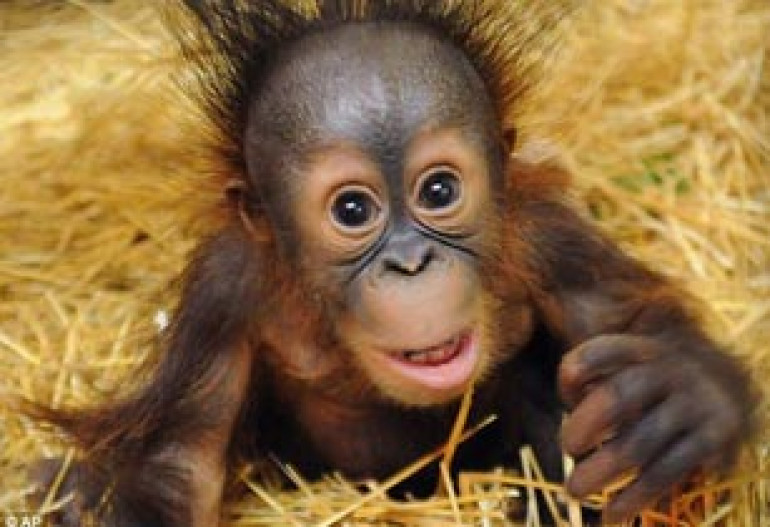 Third mom's the charm! Watch tender moment baby orangutan finally bonds with surrogate after two false starts