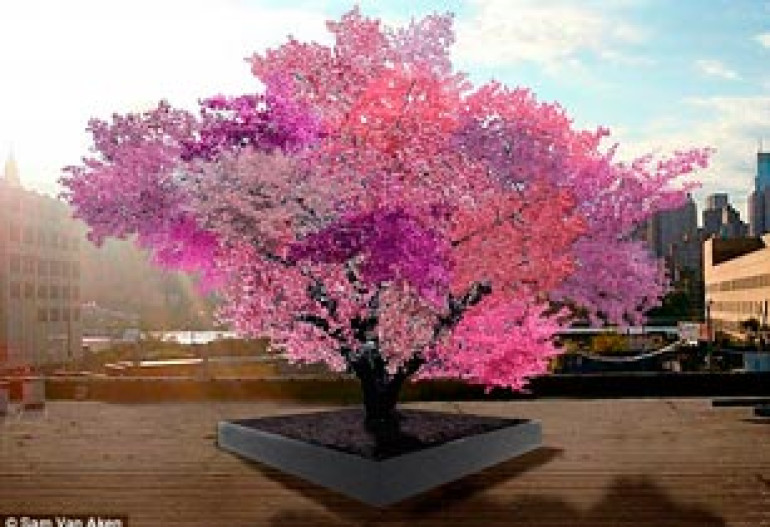 Tree that bears 40 different fruit: magical-looking plant produces varieties of peaches, plums, apricots, cherries