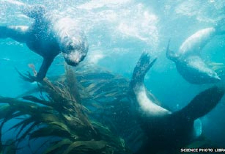 Seals 'brought TB to the Americas before Europeans'
