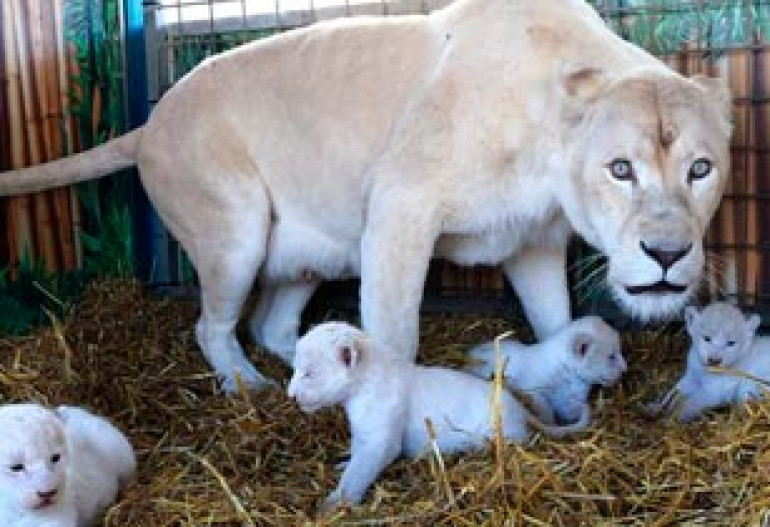 Four rare white lion cubs born at circus in Germany