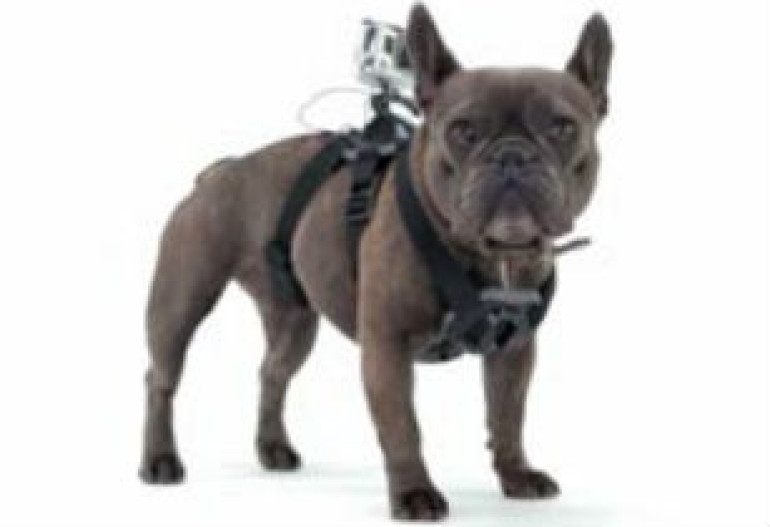 GoPro выпустила систему Fetch, с помощью которой можно увидеть мир глазами любимой собаки