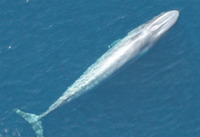 California whales bounce back to historic numbers