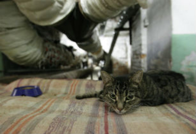 Էրմիտաժի կատուները սնունդ կստանան իրենց մասին մանկական գրքի վաճառքից ստացված հասույթից