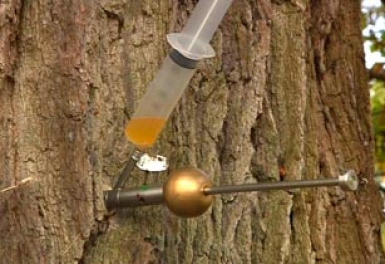 Garlic injection could tackle tree diseases