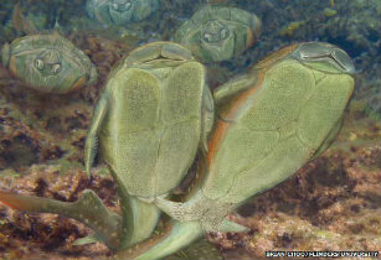 Ancient Scottish fish was ‘first to have sex’, scientists say