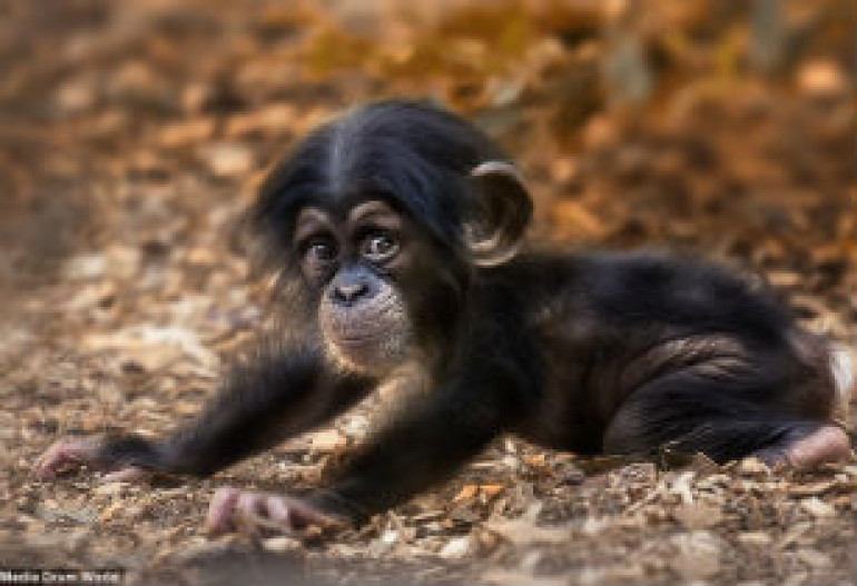 Heartwarming photos of apes reveal amazing similarities with humans
