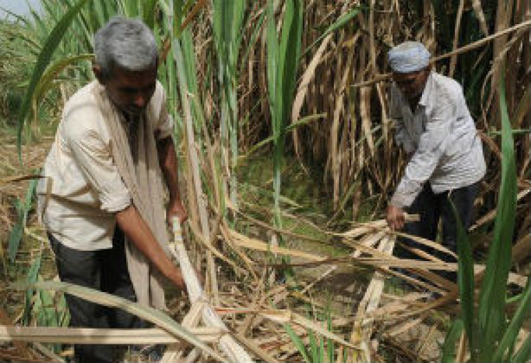 Salt destroying fertile land, UN warns