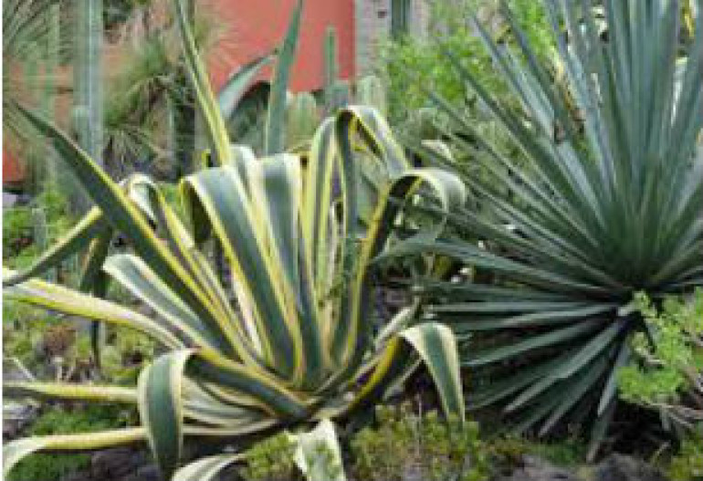 Պերճածաղկի (agave) նեկտարն ազատում է երեխաներին հազից