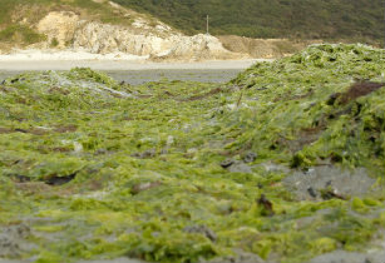 Algae virus infects humans, makes ‘more stupid’, study finds