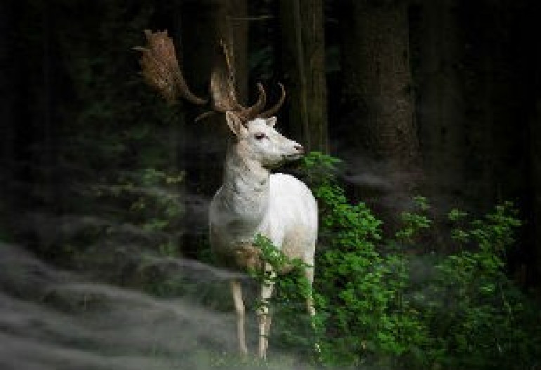 Sony World Photography Awards-ի ամենաուշագրավ կադրերը՝ ֆոտոշարքով