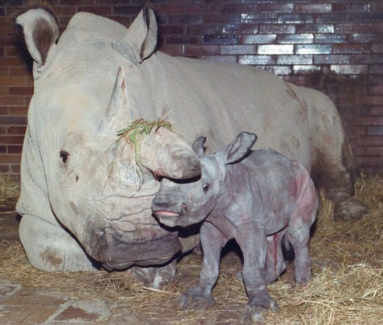 Experts on last ditch effort to save endangered rhino