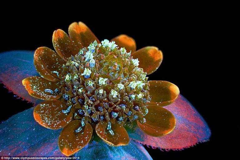 Life up close: From larvae becoming flies to rat brains up close: The best microscopic shots and videos of 2014 revealed