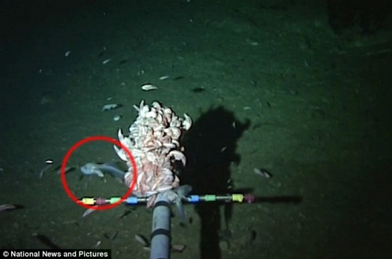 World's deepest fish found: Ghostly snailfish found lurking 27,000ft below at bottom of Mariana Trench