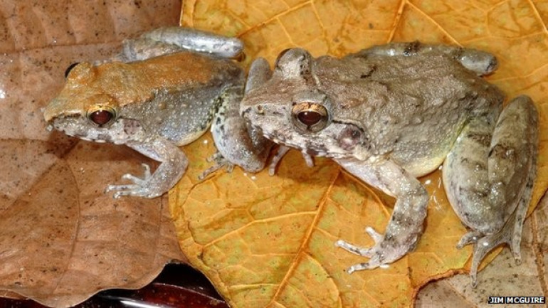 New fanged frog 'gives birth to tadpoles'
