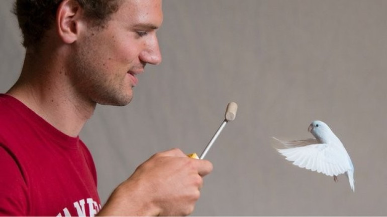 Riddle of flying bird's weight solved by scientists
