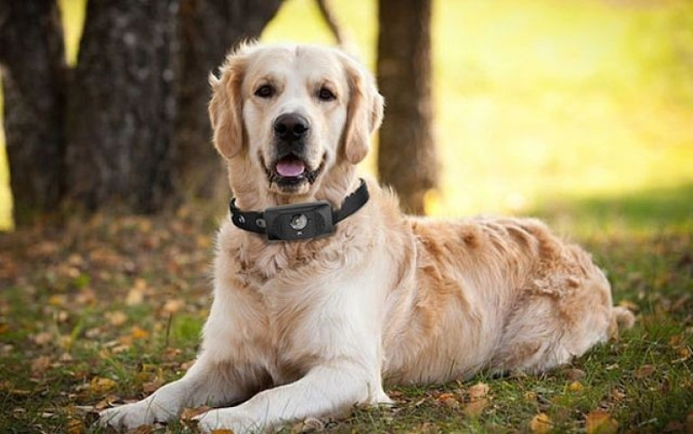 Motorola introduces new Scout 5000 smartcollar for dogs