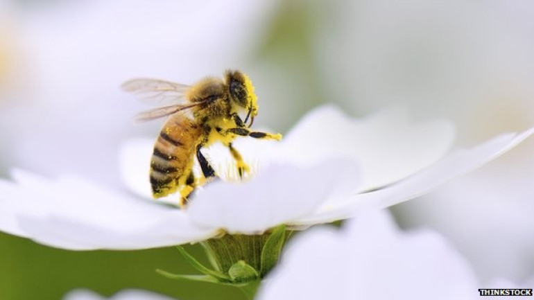 Commercial bees threaten wild bees, say researchers